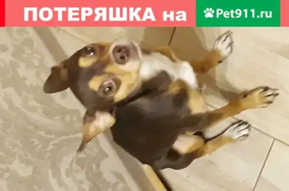 Собака Той терьер найдена в Калининграде на Московском проспекте.