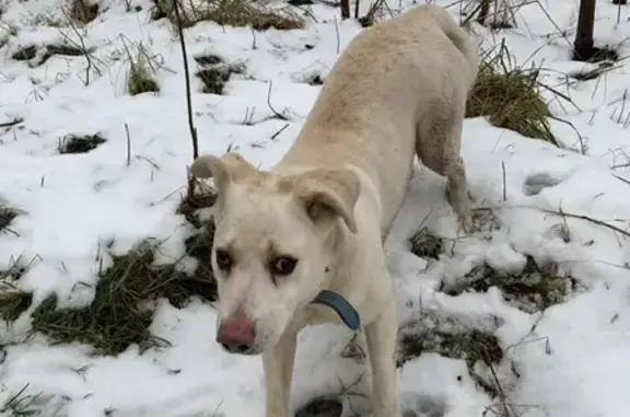Найден пёс на Рублево-Успенском шоссе, бежевый окрас, в ошейнике.