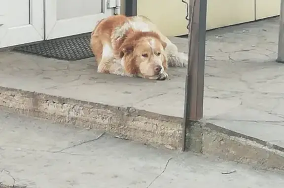 Собака найдена по адресу ул. Шишкова 65 в Воронеже