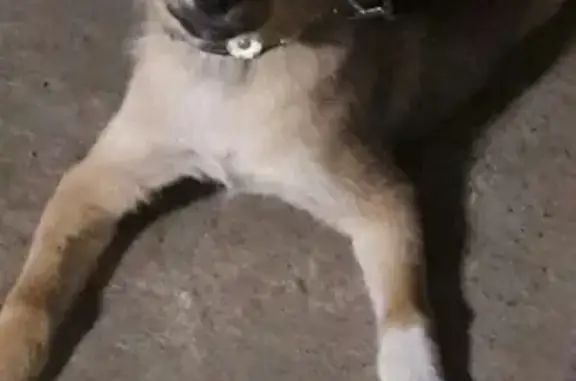 Найдена собака в Кировском районе Казани