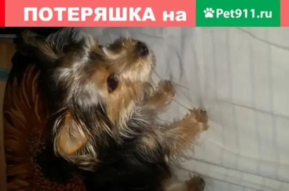 Собаки потеряшки, Санкт-Петербург, фото: Потеряшка добрая собака возле школы №383, вознаграждение за находку. (41 символ)