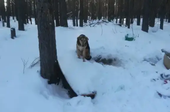 Найден пес породы Гончая в Нижнем Новгороде