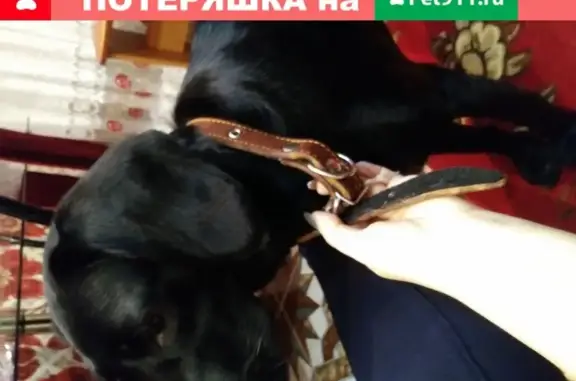 Собака найдена на улице Генерала Герасименко, 6к3