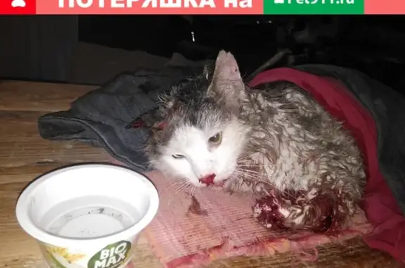 Найдена кошка с поврежденной лапой в Ростове, на улице Просвещения.