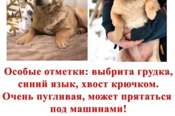 Потерянные животные Липецк, фото: Пропала собака на улице Теперика в Липецке