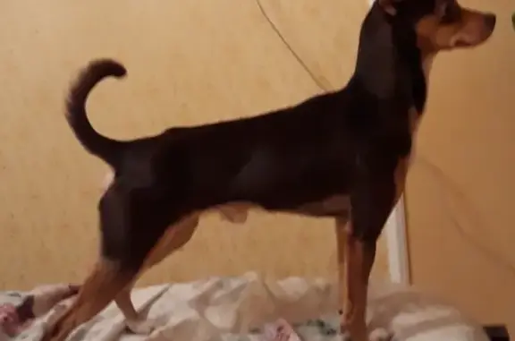 Найдена собака, Калининград, фото: Найден Той терьер на Московском проспекте