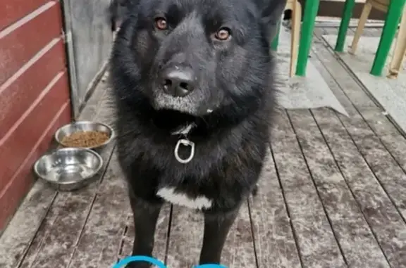 Пропала собака Кобель в СНТ Фили, Московская область