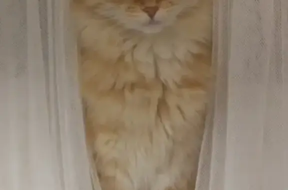 Кошки потеряшки, Санкт-Петербург, фото: Потеряшка кошка Розочка на Лермонтовском проспекте, СПб.