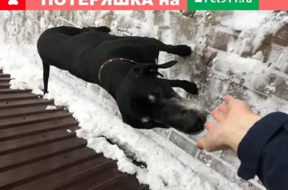 Найден породистый чёрный пёс в СНТ Металлург-2, Домодедово