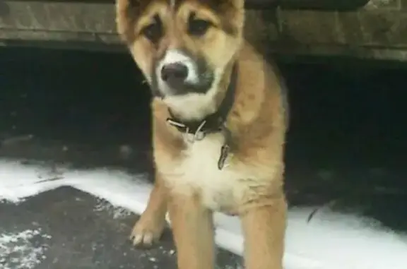 Пропала собака: найден щенок крупный метис, адрес: Конаковский проезд 13.