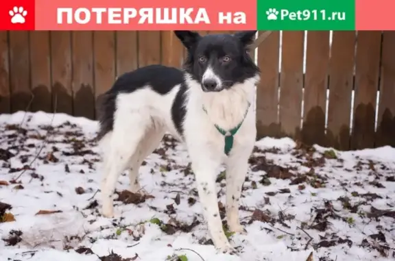 Пропала собака Мила в Пушкино, помогите найти!