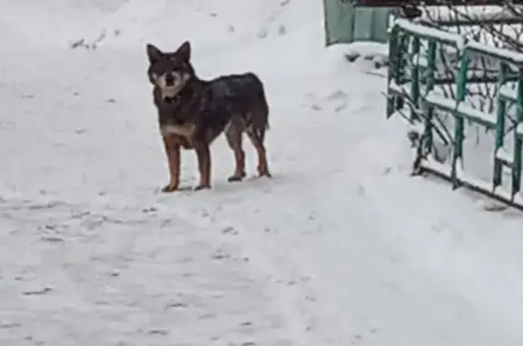 Потерянная собака в Черноголовке