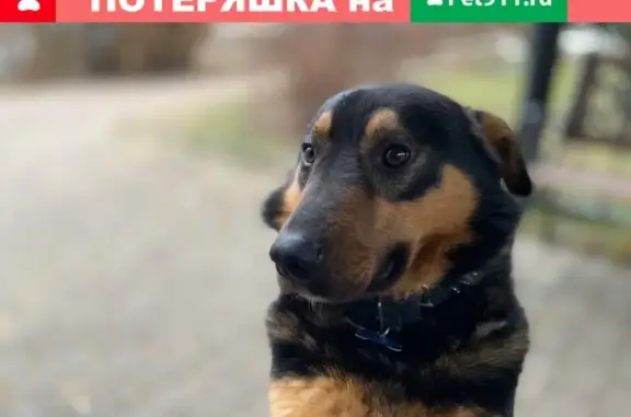 Пропала собака Имя Бублик в Домодедово