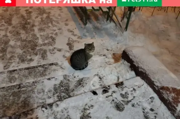 Ухоженная кошка на улице Гришина, Москва