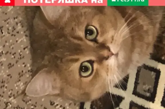 Пропал кот Степан в Ногинске, помогите найти!