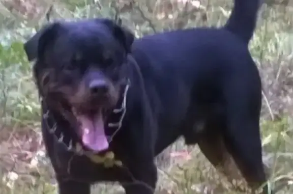 Собаки потеряшки, Екатеринбург, фото: Потеряшка ротвейлер в районе улиц Тяговая, Уткинская, Матросская (8(912)225-63-95)