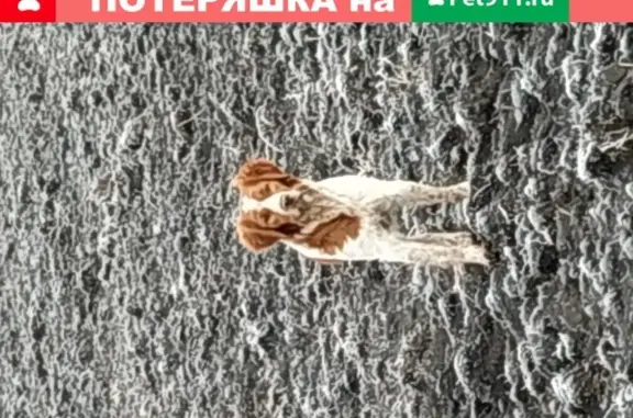 Собаки потеряшки, Липецк, фото: Потеряшка собака в Трубетчино, Липецкой обл.