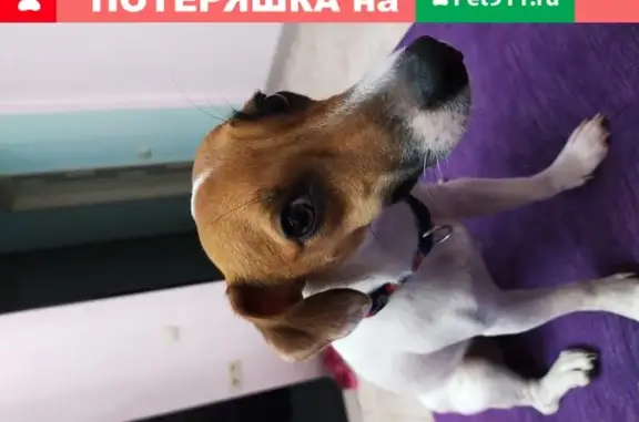 Пропала собака в Мытищинском р-не, вознаграждение гарантировано!