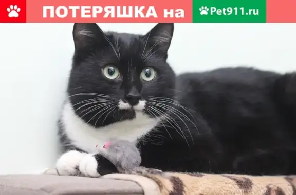 Пропал кот Паштет в Белгороде, район старого города