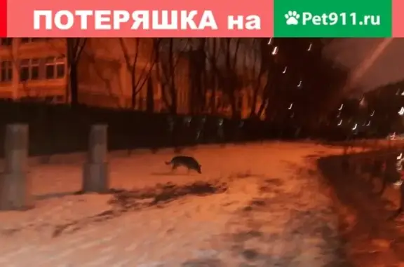 Найдена собака на ул. Трофимова 32к1