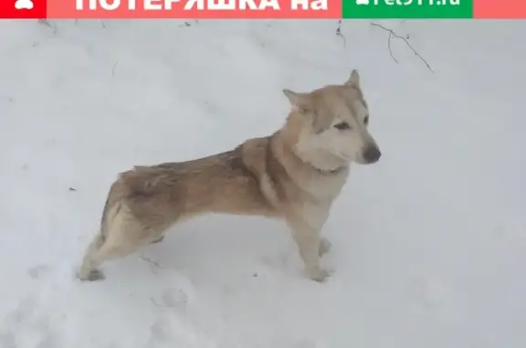 Найдена собака в ЖК Самолёт (Люберцы), ищем хозяев