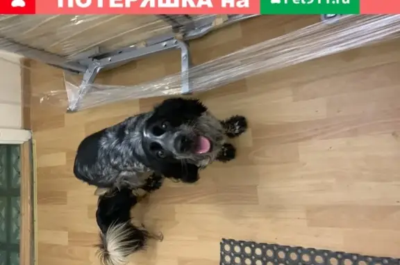 Найдена ласковая собака в Краснодаре