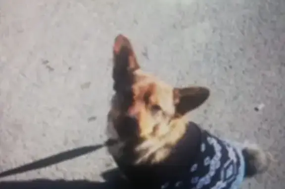 Пропала собака Теодор на ул. Карбышева, 29