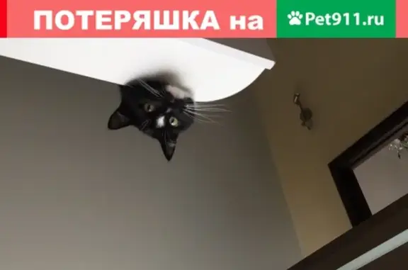 Кошки потеряшки, Новосибирск, фото: Потеряшка кошка в Новосибирске, ул. Б. Хмельницкого 8/3