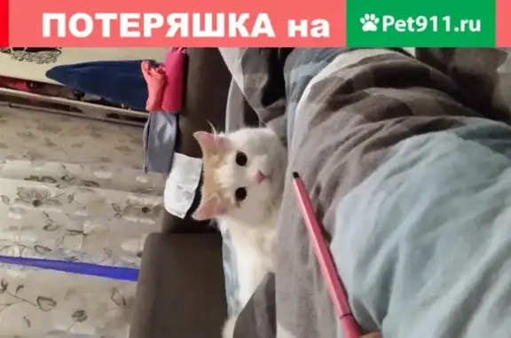 Пропала кошка в СПб, пос. Лисий Нос, ул. Ивановская, 12к1