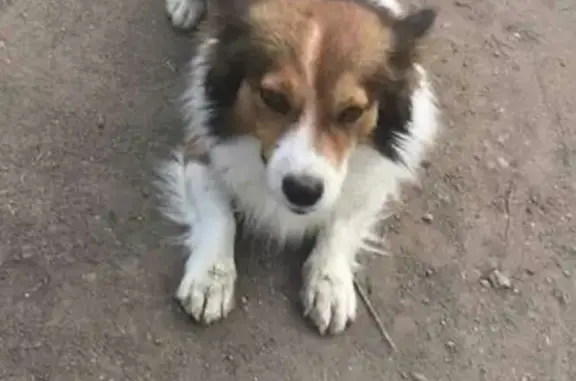 Собаки потеряшки, Калининград, фото: Потеряшка собака в СНТ Чайка на Московском проспекте