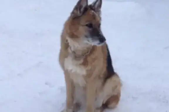 Пропала собака Кора в деревне Лопатино, Москва