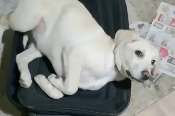 Собаки потеряшки, Калининград, фото: Потеряшка собака Лабрадор на улице Левитана, Калининград