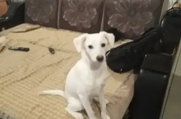 Собаки потеряшки, Нижний Новгород, фото: Потеряшка собака Луна в Нижнем Новгороде