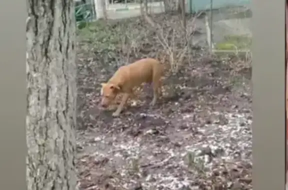 Найдена собака породы питбуль в Краснодаре