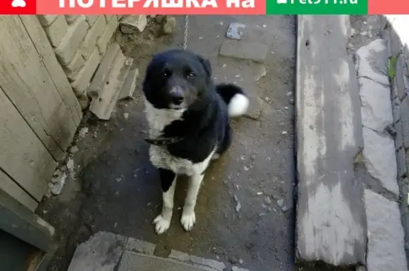 Пропала собака Франц в Лесном, Иваново 18 января