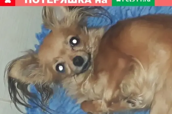 Пропала собака Ляля в Новосибирске