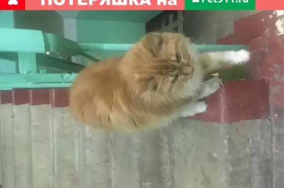 Найдена пушистая кошка на Востряковском проезде 5к2