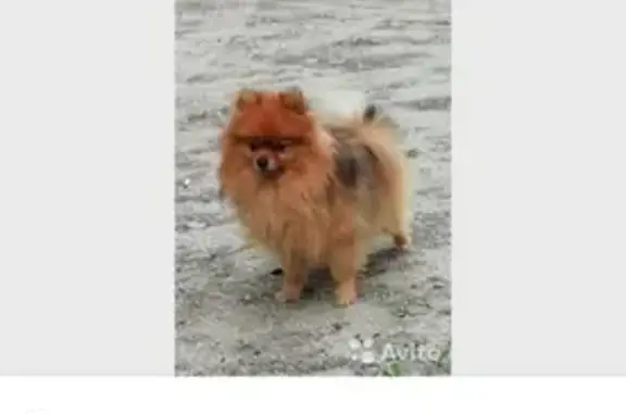 Пропала собака Мажор в Северном Городке, Свободный, Амурская область