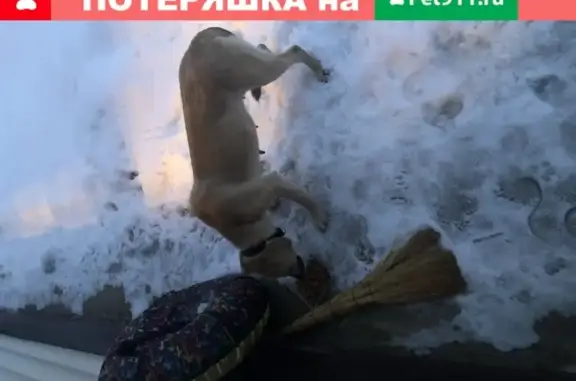 Собака найдена в Савельево, Московская область
