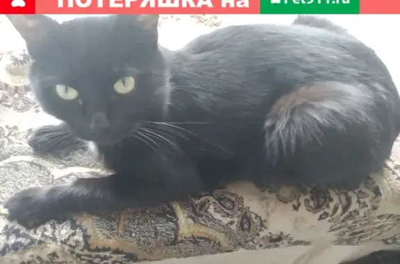 Пропала кошка Нора на ул. Дзержинского, 130 (Челябинск)