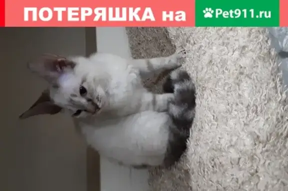 Пропала кошка в Ростове с голубыми глазами и кудрявой шерстью