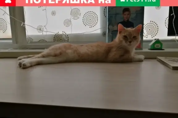 Пропала кошка на Вологодской, Уфа