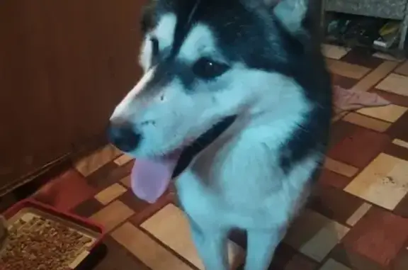 Собака хаски найдена около телевизионного завода в Омске