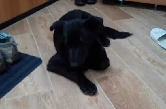 Найдена черная собака с белым пятнышком в Петрозаводске