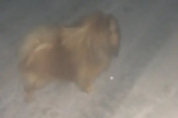 Найдена собака на улице Усти-на-Лабе, 32
