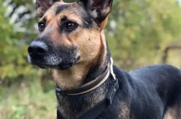 Пропала собака Сима в Кубинке