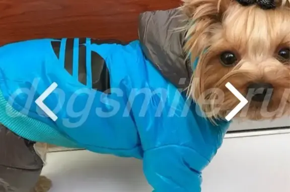 Потерянные животные Сургут, фото: Пропала собака в Сургуте: Йорк девочка на Геологической 22