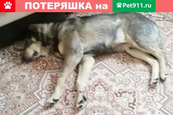 Пропала собака в Раменском районе