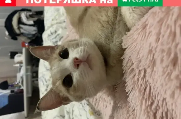 Найдена кошка в Москве, СВАО, Ярославский район