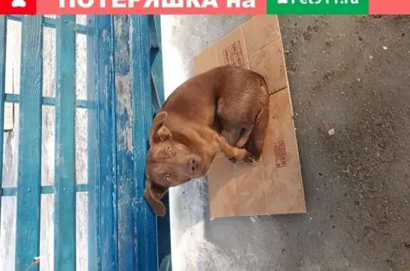 Собака найдена на остановке Каравай по ул. Профсоюзная 14